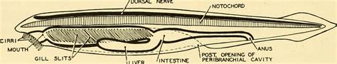 Image from page 19 of "Chordate anatomy" (1939) | Title: Cho… | Flickr