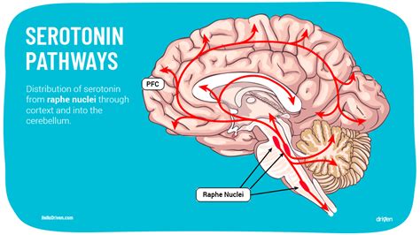 Serotonin and Its Unusual Role In The Brain - Driven App