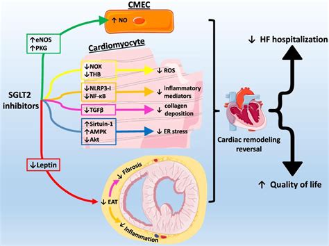 Pleiotropic effects of SGLT2 inhibitors and heart failure outcomes - Diabetes Research and ...