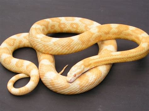 Yellow "butter" cornsnake | Corn snake, Reptile snakes, Snake