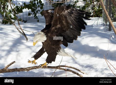 Bald eagle landing on branch hi-res stock photography and images - Alamy