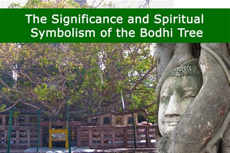 The Significance and Spiritual Symbolism of the Bodhi Tree | Plants Information