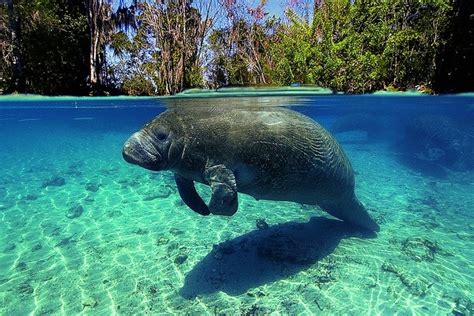 Toxic Algae: Florida’s Manatees in Crisis • The National Wildlife Federation Blog : The National ...