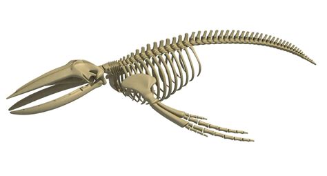 Humpback Whale Skeleton - 3D Model by 3D Horse