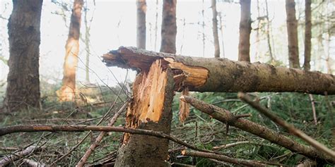 Ice storm heavily affects forests | OregonForests