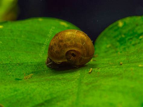 Brown Ramshorn Snails - Aquatic Arts on sale today for $ 1.99