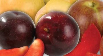 Plumcot Guide - HEB