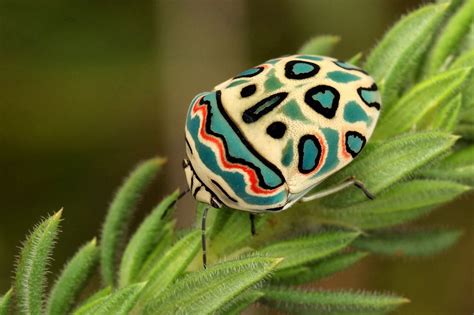 Picasso Bug (Sphaerocoris annulus) | Insects, Bugs, Beautiful bugs