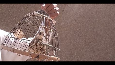 Madi batair ki awaz female Quail sounds rain Quail sounds #femalequailsound - YouTube