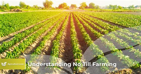 Understanding No Till Farming - Agriculture Loan