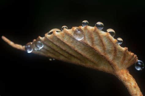 Premium Photo | Water droplets on the leaves