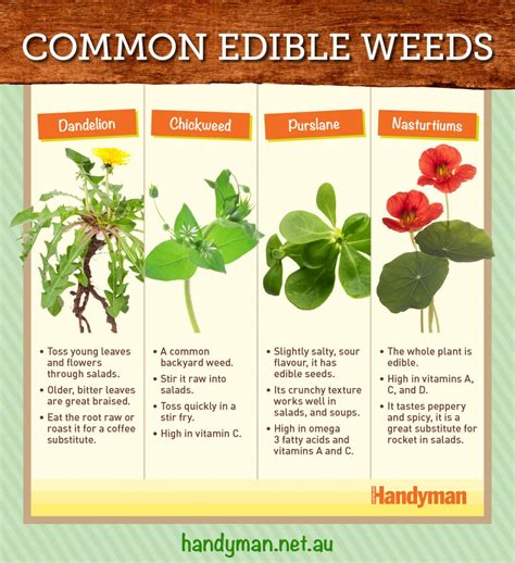 4 Common Edible Weeds - New Zealand Handyman Magazine