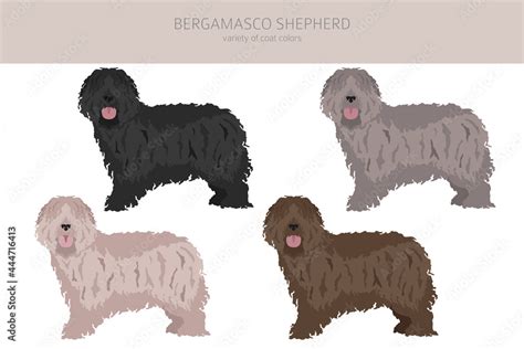 Bergamasco shepherd clipart. Different coat colors and poses set Stock Vector | Adobe Stock