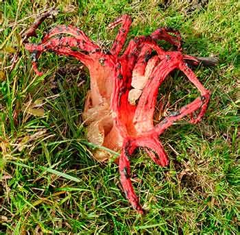 Devil's Fingers - a strange New Forest fungus