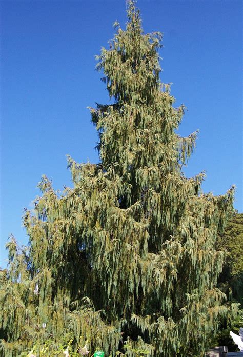 National Tree: Bhutan Cypress | Tree seedlings, Plants, Tree