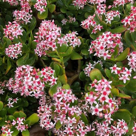 Crassula ovata | Crassula ovata, Blooming succulents, Flowering succulents