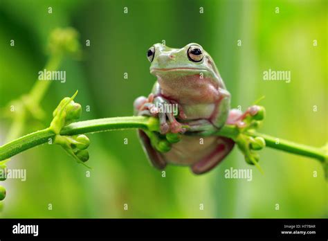 Javan gliding Tree frog sitting on branch, Indonesia Stock Photo - Alamy