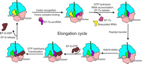 Frontiers | Functions and Regulation of Translation Elongation Factors