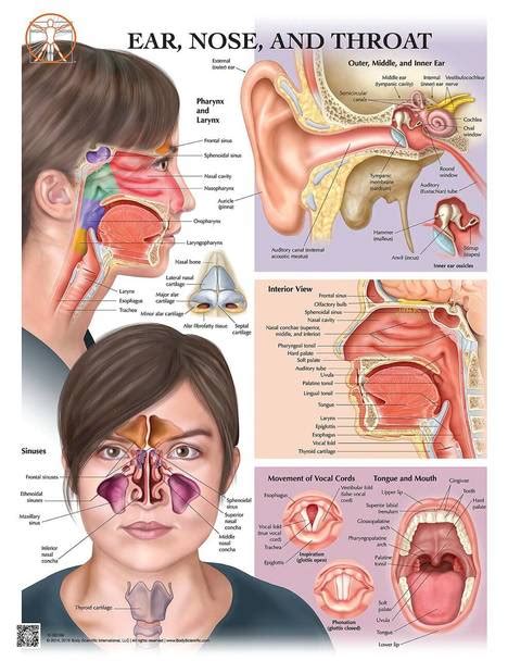 Ear Nose and Throat with Sinuses Anatomy Laminated Wall Chart with Digital Download Code in 2021 ...