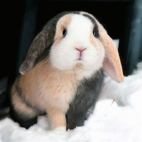 Calico bunny | Cute baby animals, Cute baby bunnies, Pet rabbit