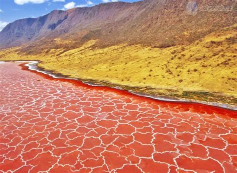 Does The Deadly Lake Natron Really Turn Animals Into Stone ...