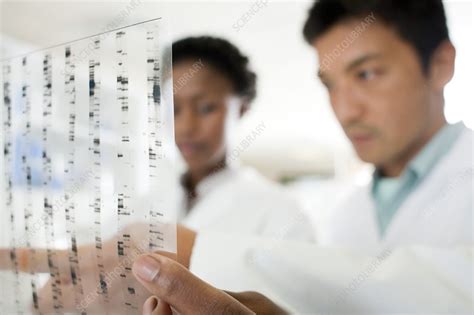 Genetics research - Stock Image - F003/4002 - Science Photo Library