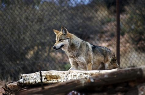 NM OKs wolves at Turner ranch as stopover to Mexico | Albuquerque Journal - Protect The Wolves™