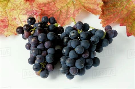 Black grapes, variety Spatburgunder, with leaves - Stock Photo - Dissolve