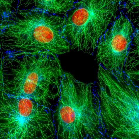 NIST Patents First DNA Method to Authenticate Mouse Cell Lines | NIST