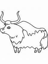 Yak Coloring Pages Cow Kids Highland Colouring Clipart Voluminous  sketch template