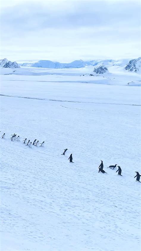 Penguin migration [Video] | Beautiful nature scenes, Animals beautiful ...