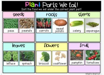 Results for parts of plants we eat | TPT