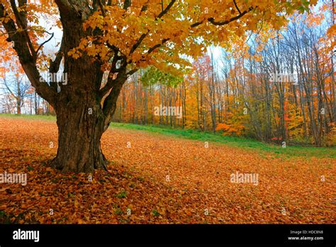 A sugar maple tree in autumn foliage in Nova Scotia, Canada Stock Photo ...