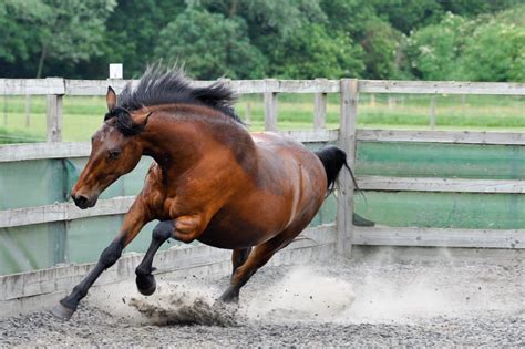 Managing a “macho” gelding