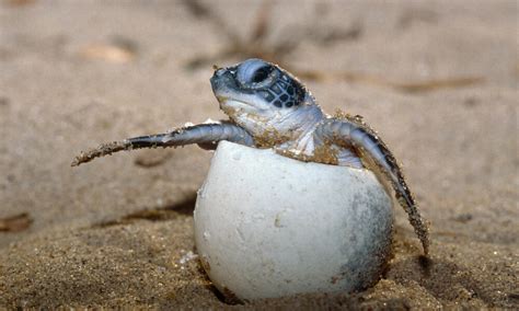 Controlling sand temperatures for sea turtles in the Choco region of ...