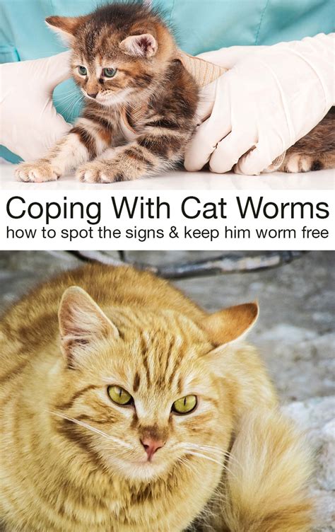 Cat Worms: Symptoms And Deworming Information For Cats And Kittens