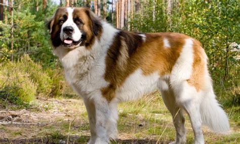 10 Most Popular Russian Dog Breeds