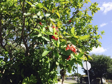 Wax jambu fruit is both a beautiful tree and fruit. Very popular in the ...