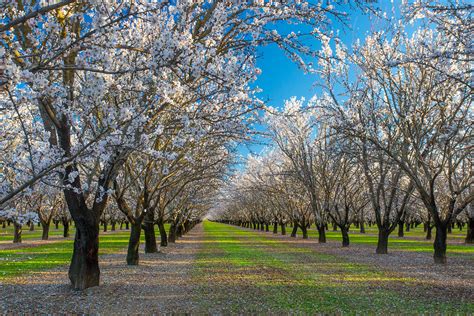 Anthony Dunn Photography: The Annual Almond Bloom