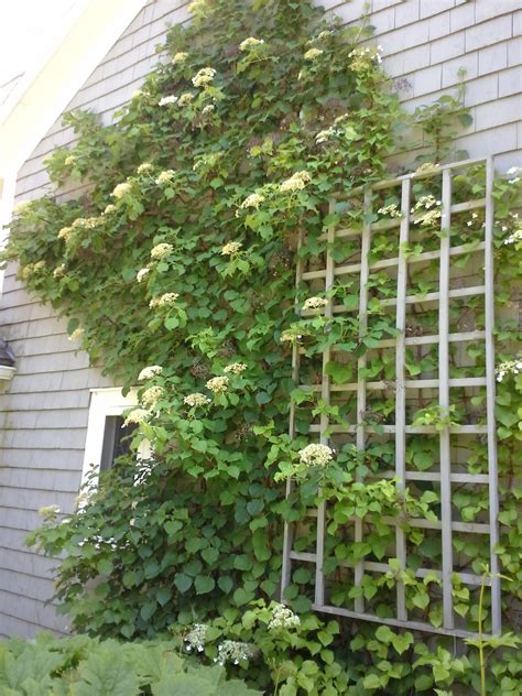 How to Grow: Climbing Hydrangea- grow climbing hydrangea | Climbing flowers, Climbing hydrangea ...