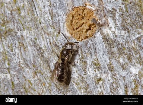 Harebell carpenter bee nest hi-res stock photography and images - Alamy