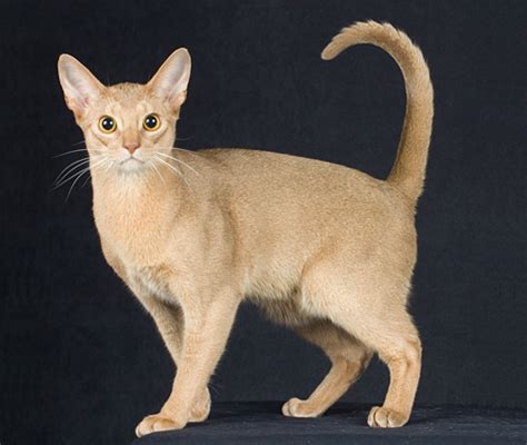 Encyclopedia of Cats Breed: Fawn Abyssinian Cat