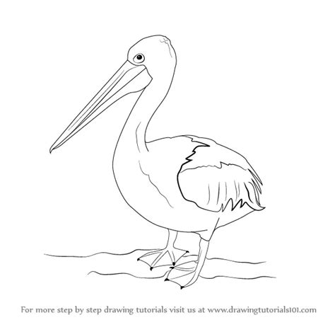 Learn How to Draw a Pelican (Seabirds) Step by Step : Drawing Tutorials