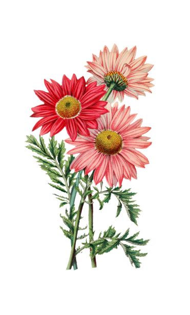 Asters Painted Art Clipart Free Stock Photo - Public Domain Pictures
