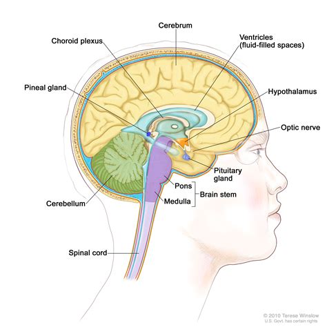 Pituitary Tumors Treatment - NCI