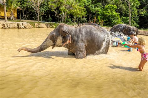 The Best Phuket Elephant Sanctuary – Green Elephant Sanctuary Park — The Opposite Travellers