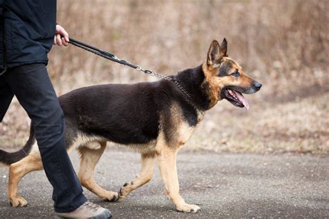 25 German Shepherd Training Commands - German Shepherd Dog HQ