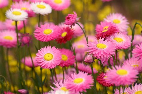 Kings Park wildflowers series 2 Free Photo Download | FreeImages