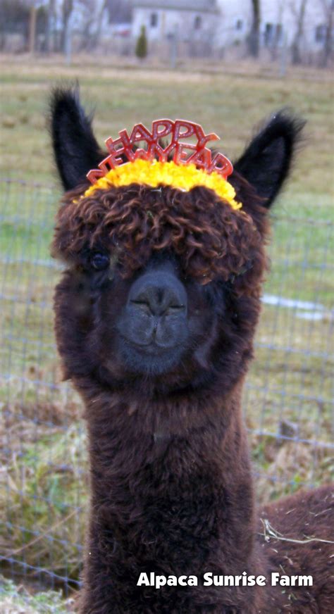 Happy New Year! HUACAYA ALPACA. Alpaca Sunrise Farm is a full-service ...