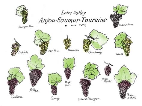 Loire Valley Wine Guide | Wine Folly